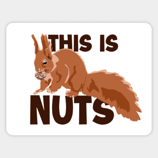 This Is Nuts Japanese Fox Eastern Gray Squirrel Sticker